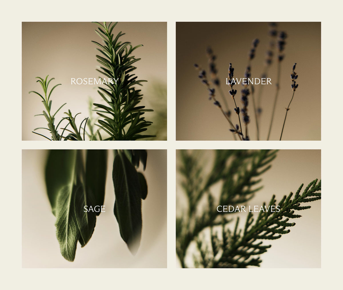 Cedar Leaf & Lavender Reed Diffuser